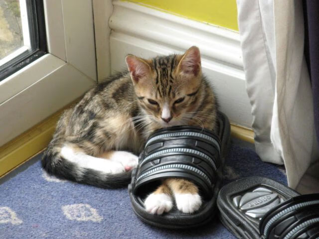 _湖人主场大胜,詹姆斯砍下40分_,湖人官宣詹姆斯