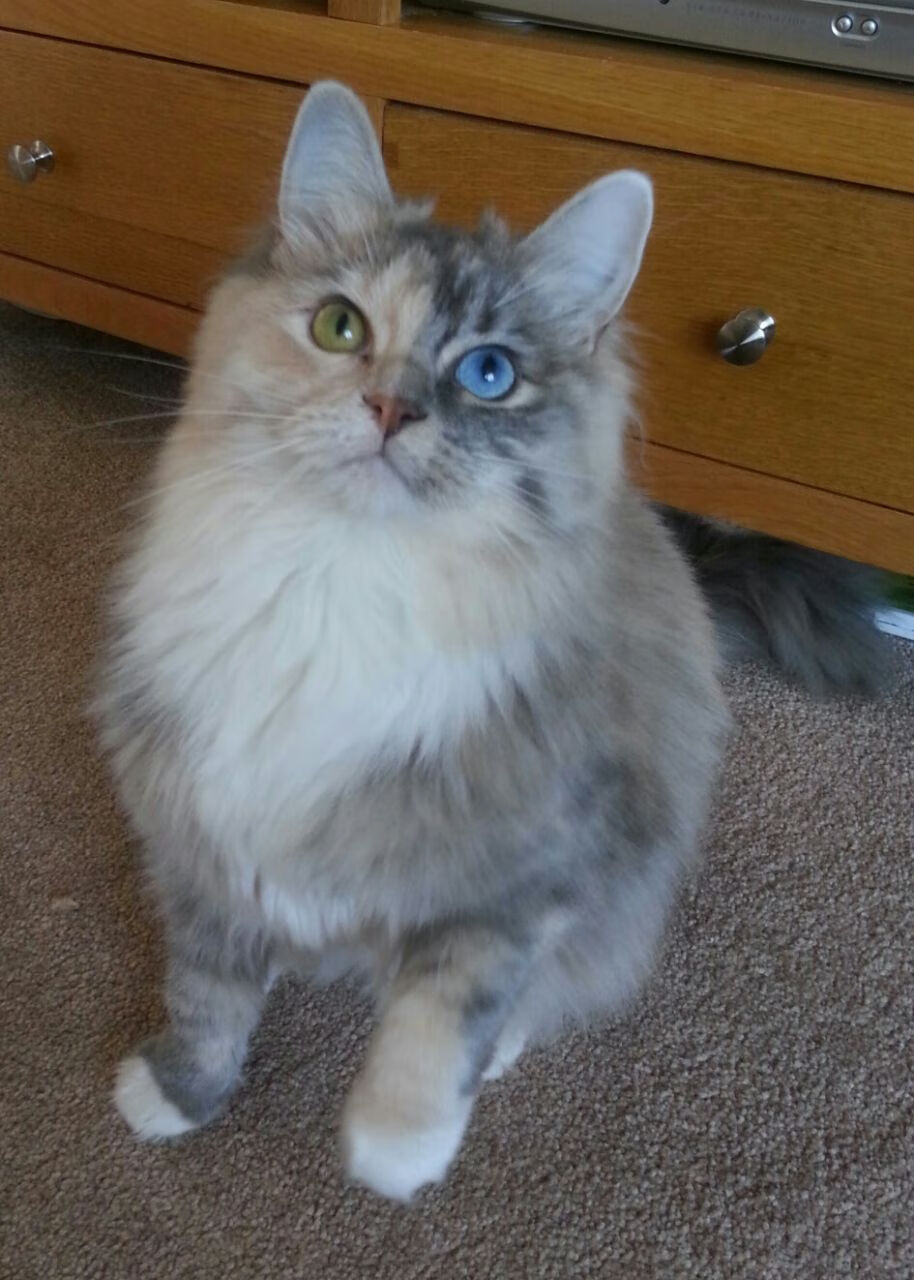 《【未来展望】虚拟偶像与真人主播联手,为电竞添彩》,虚拟偶像 虚拟主播