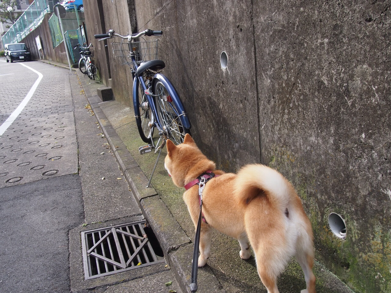 奥斯梅恩转会切尔西,挑战英超,奥斯梅恩身价