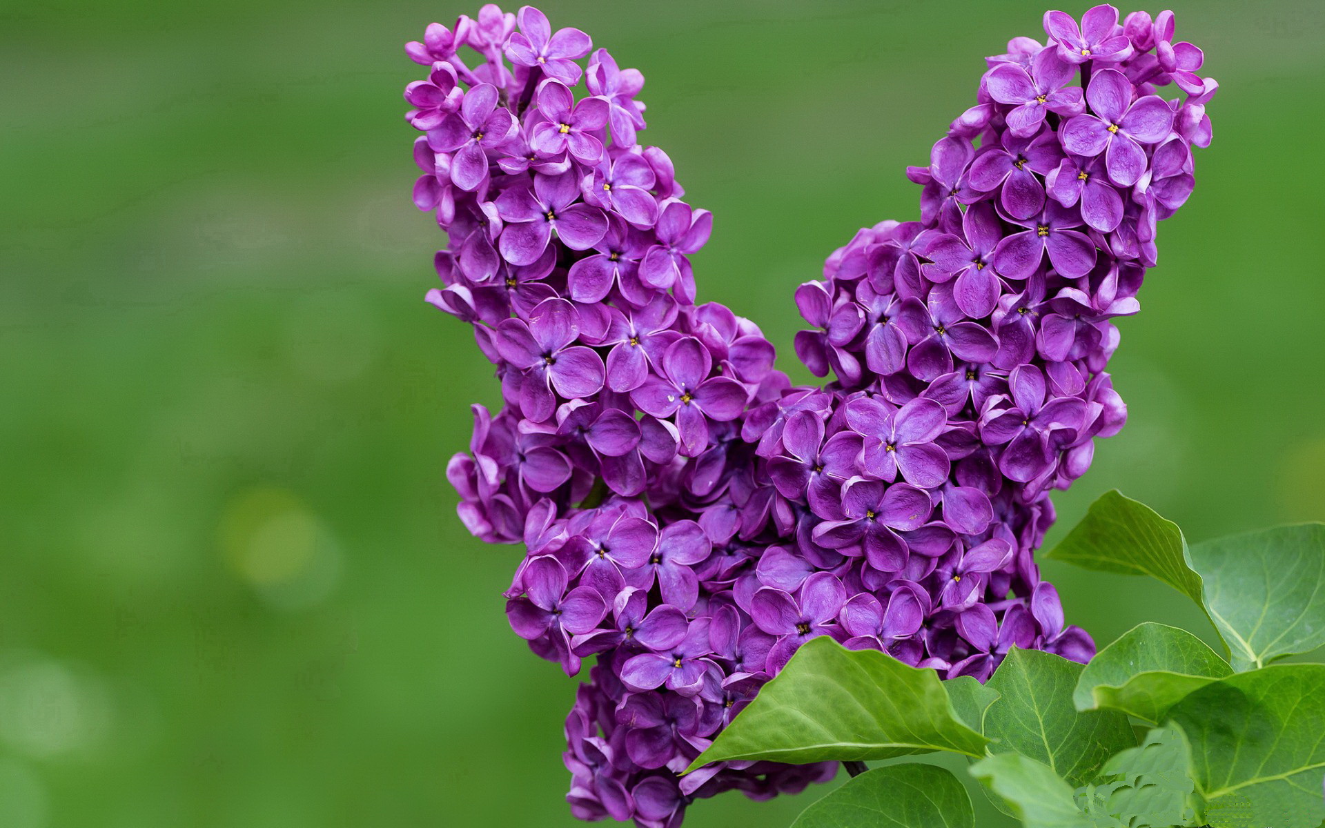 乐鱼vip-心理抗压：运动员如何应对赛场压力，运动员压力大怎么缓解