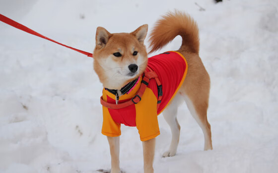 乐鱼体育-日本队坚韧不拔，力拼强敌！，日本队什么样