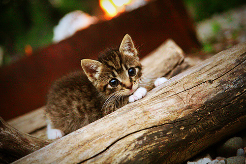 绿色赛场:联盟践行低碳环保,开启可持续篮球新时代,绿色低碳环保标语