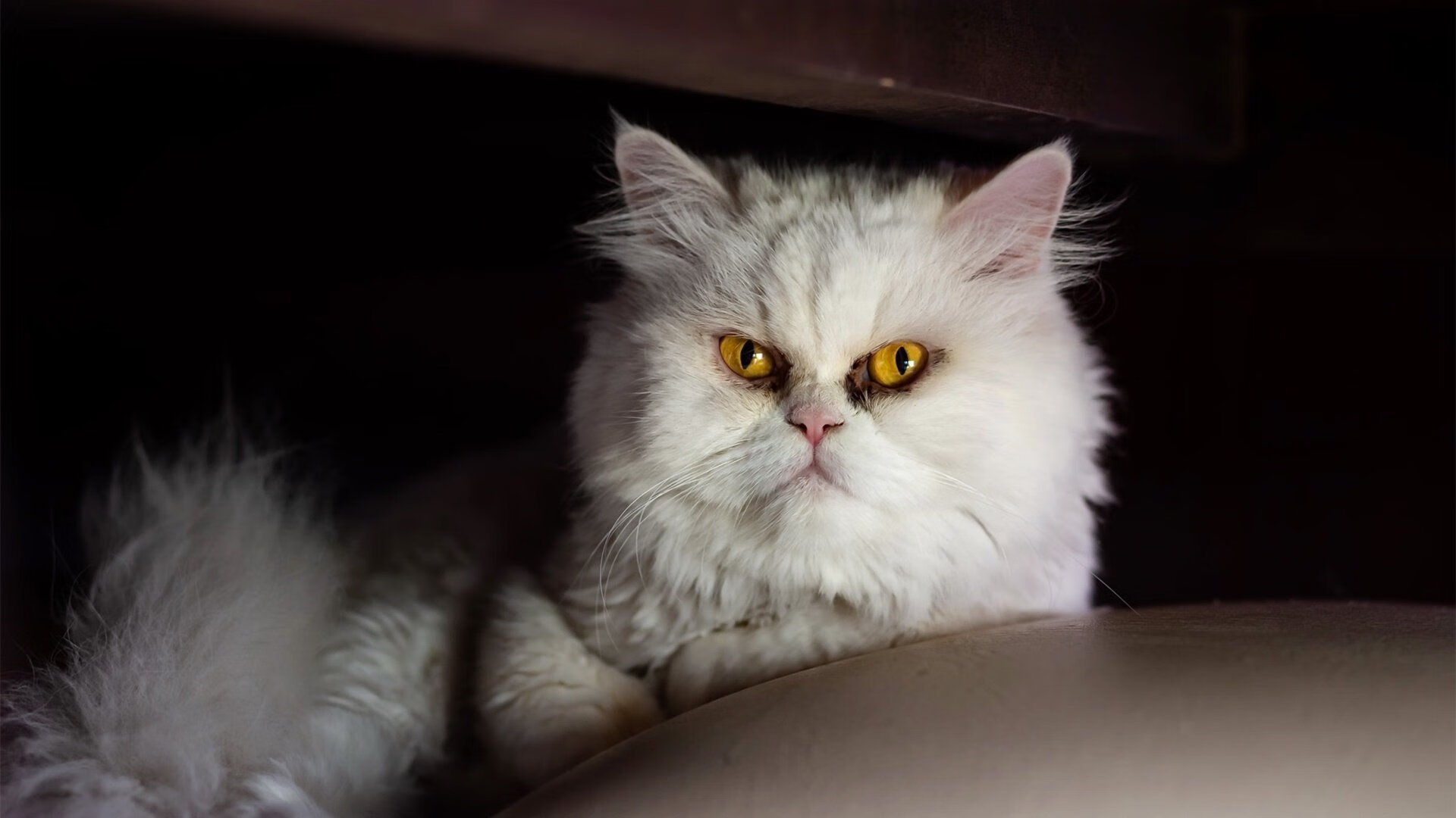 拉脱维亚队发起疯狂反击,力求逆袭,拉脱维亚简介一下