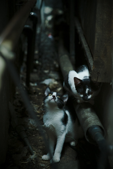 乐鱼电竞在线平台-欧洲杯预选赛各支球队实力对比，竞争日益激烈，欧洲杯预选赛分组情况