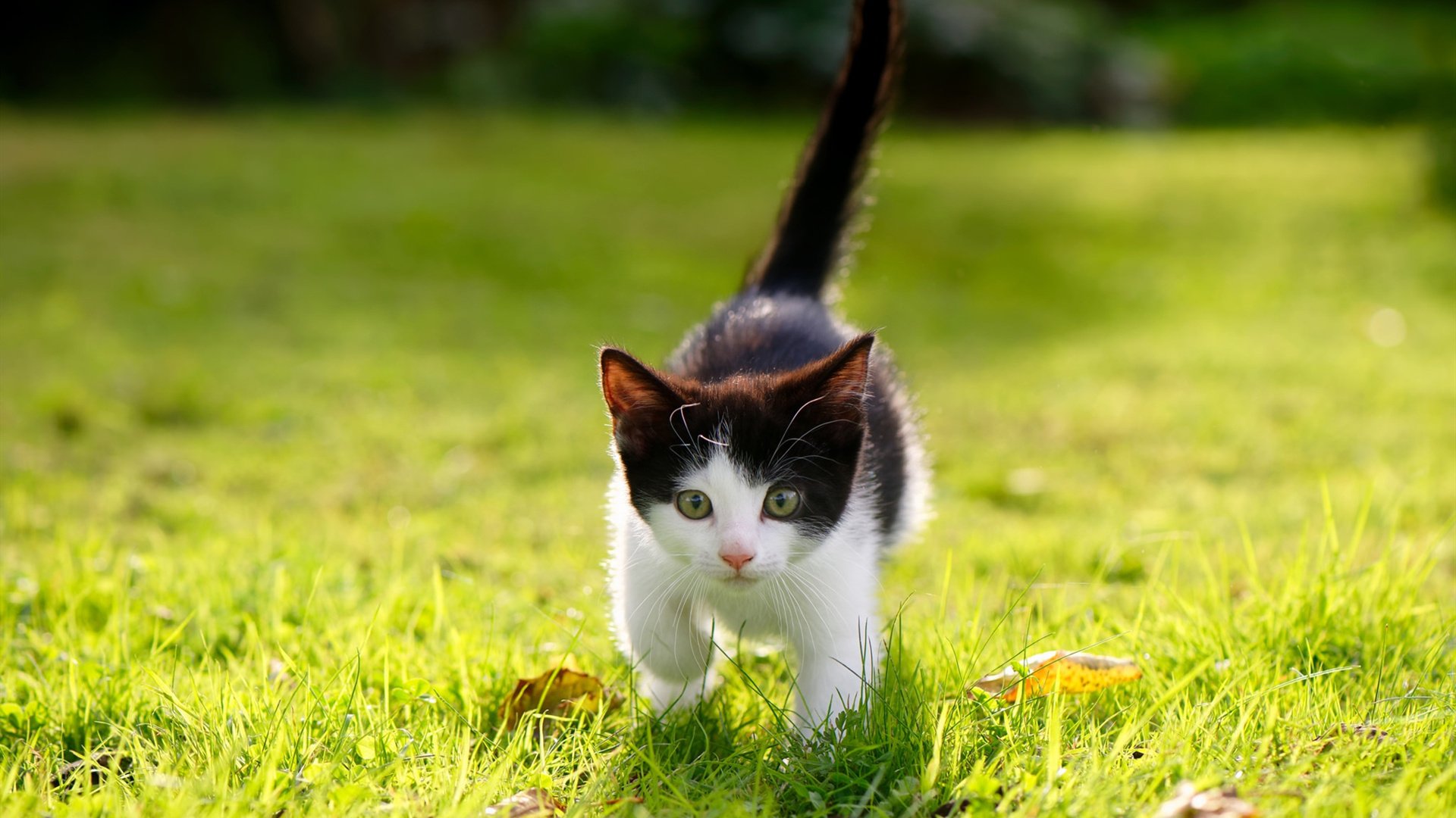 法国足球联赛局势扑朔迷离,悬念一触即发,法国足球联赛叫什么