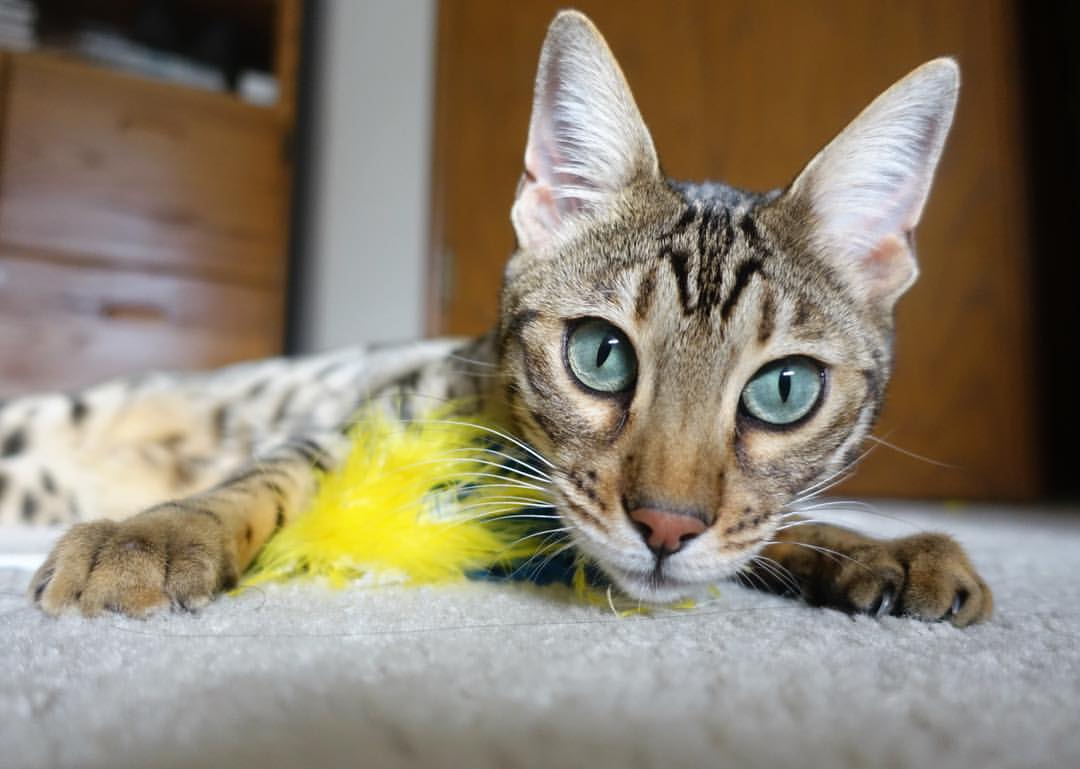 乐鱼娱乐app-西汉姆联客场逆转，近期状态逐步回升，西汉姆联集锦