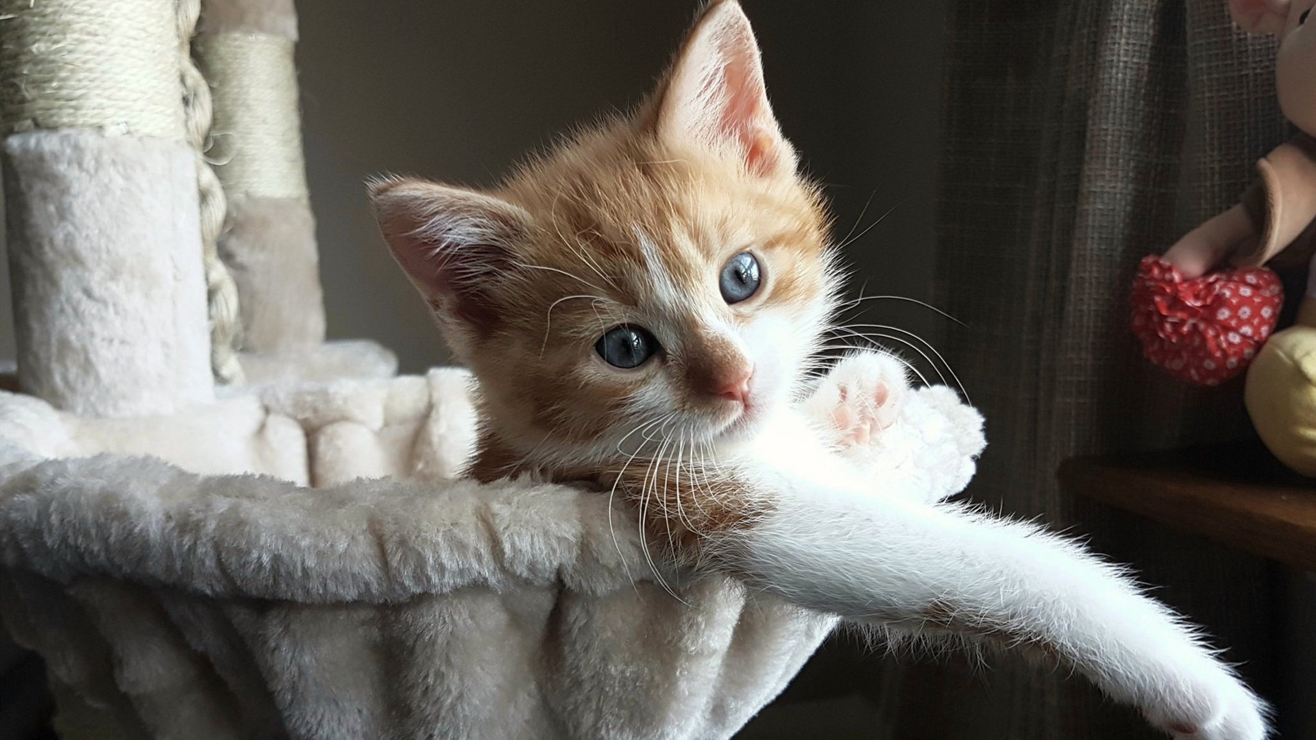 中国篮球教练员战术执行力提升方法，篮球教练员执教能力包括哪几个方面