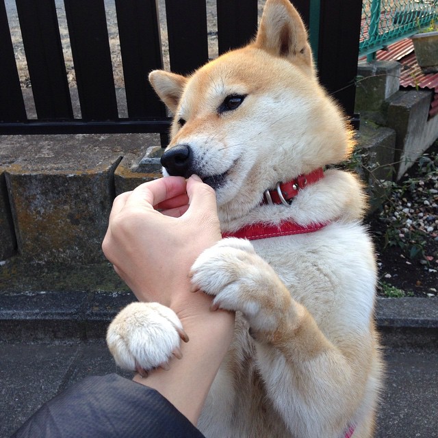 大湾区马拉松创历史最大规模,粤港澳大湾区赛马