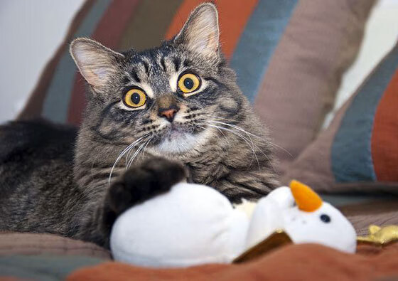 赛季重磅转会:那些让人震惊的签约行情,21赛季转会消息