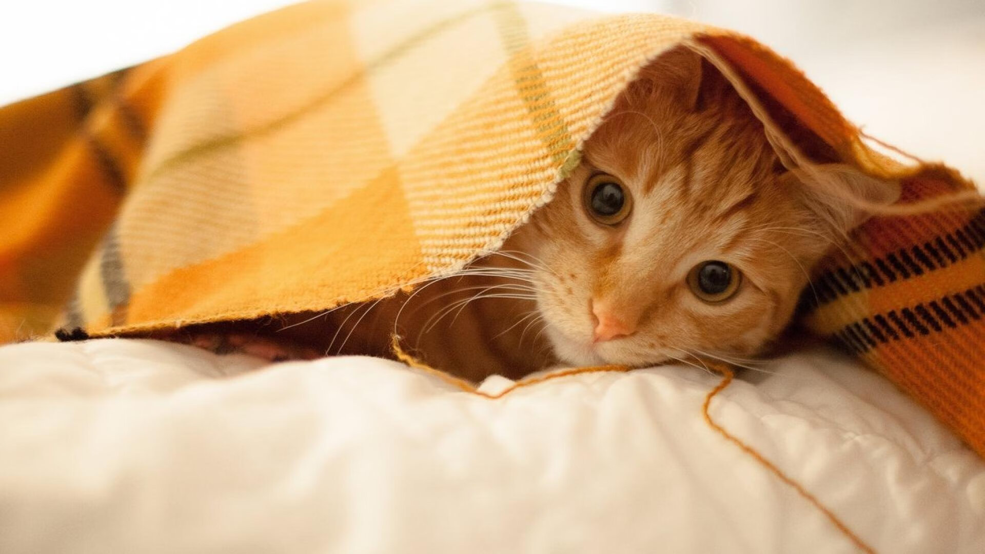 青少年体育社交行为与心理健康关系研究,体育运动与青少年社会化