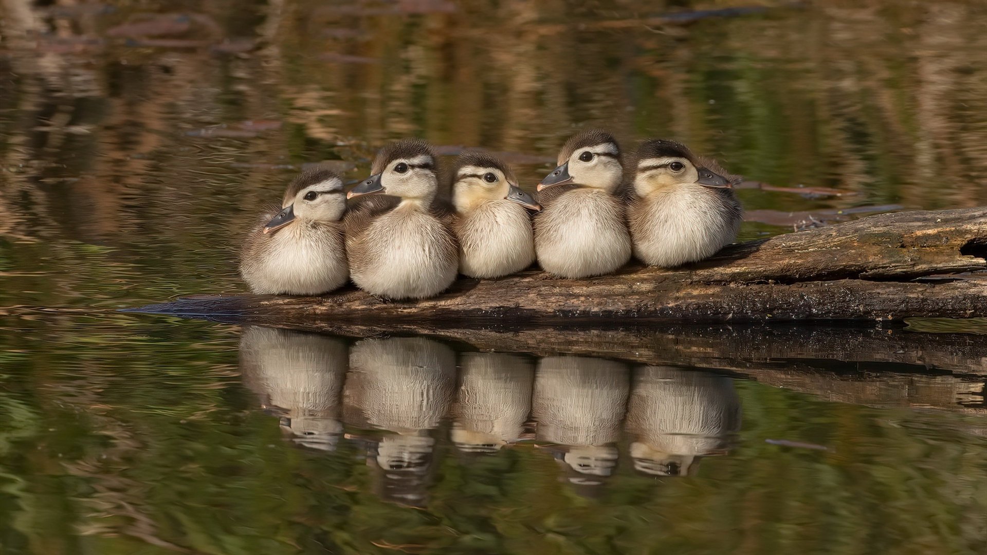 中国香港队未来发展蓝图:如何迎接世界乒乓大赛的挑战,香港乒乓球队成绩