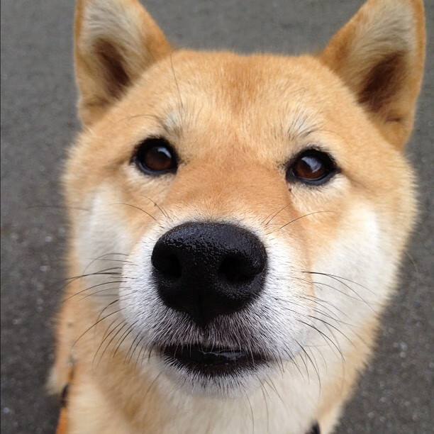 五大联赛快节奏压迫型比赛是否更受年轻球员欢迎,节奏最快的联赛