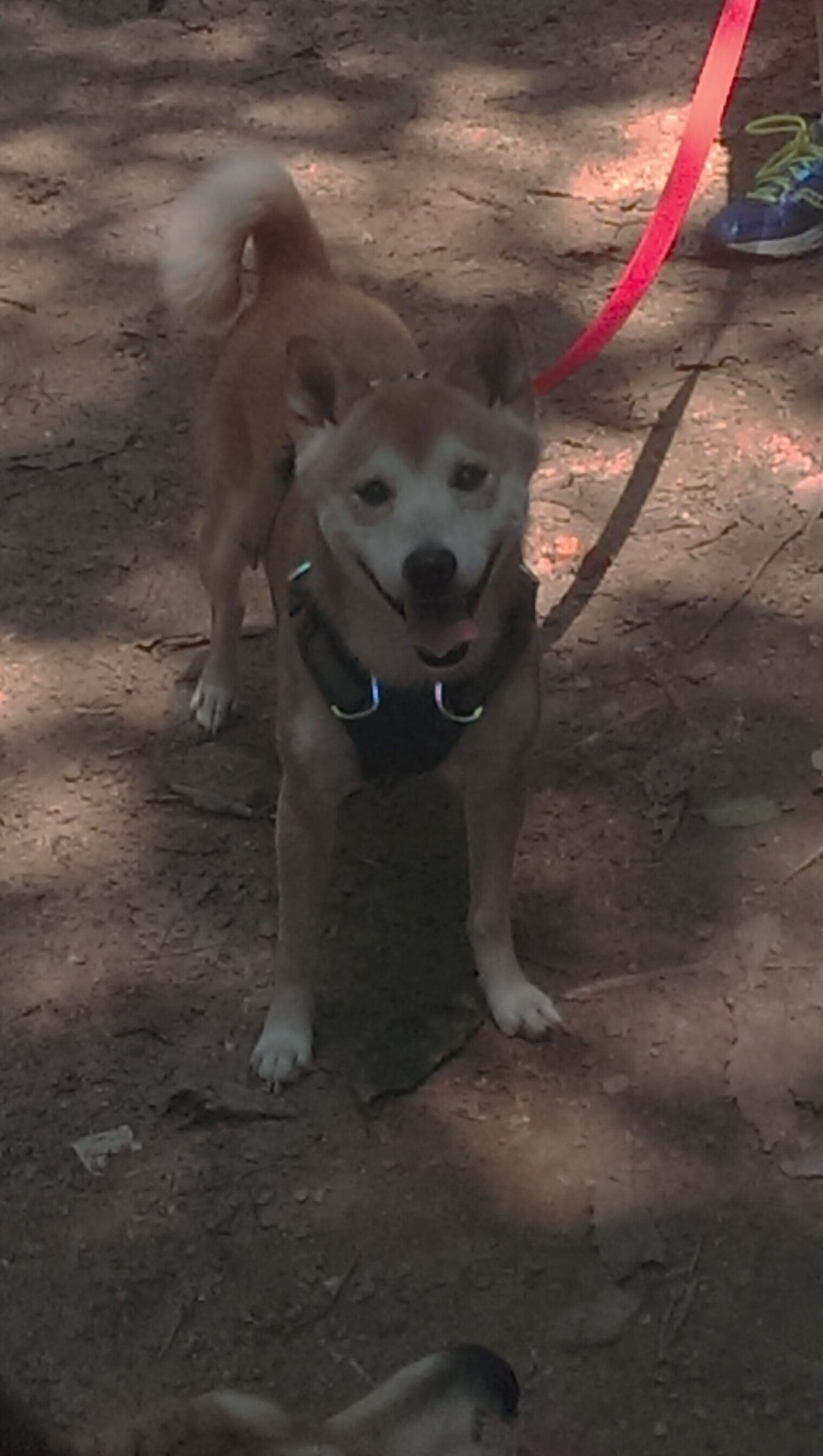 乐鱼体育App下载-国际赛制改动增强了乒乓赛事的多样性，国际乒乓球比赛由国际乒乓球联合会主办