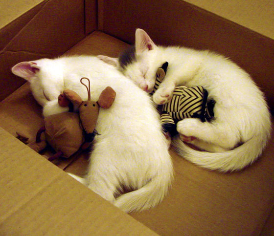 快攻失败的节奏原因主要体现在哪些方面,快攻的阶段