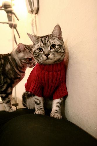 攀岩运动比赛首次引入灯光辅助计时,攀岩比赛项目的比赛规则