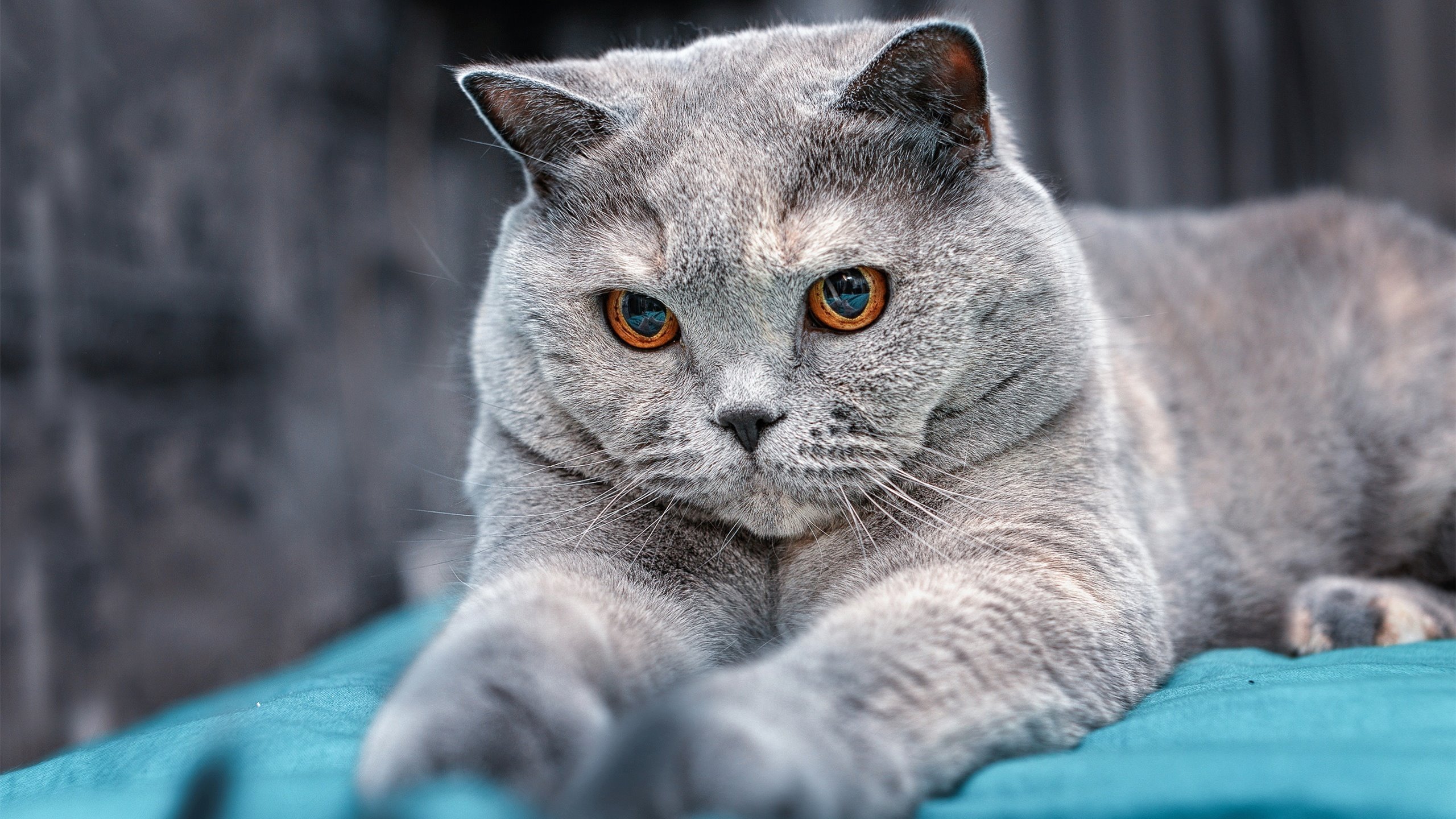 赛季高潮阶段球队心态管理是否影响技战术部署