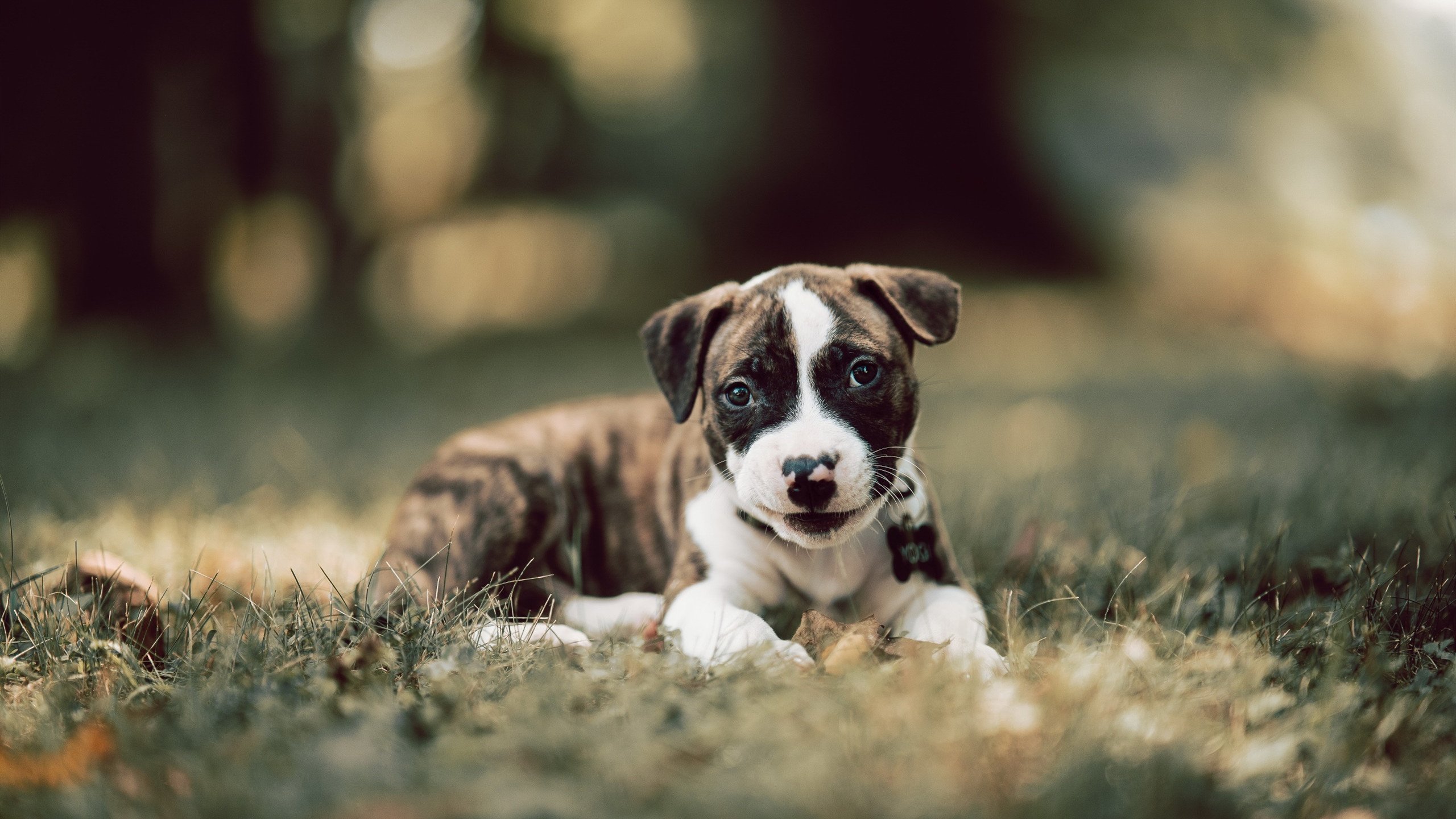 法甲联赛的智能场馆建设，法甲新球场